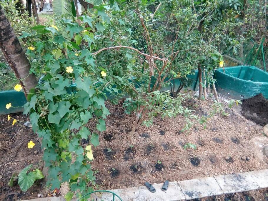 Bhitey Homestay Simantapally / Shantiniketan 外观 照片